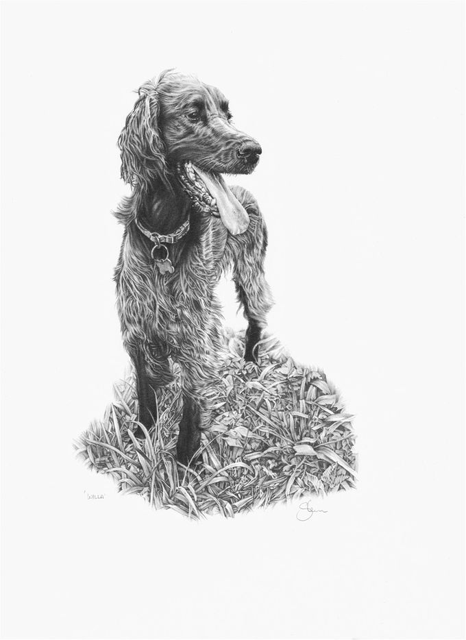 'Willa' the Red Setter, commission curtesy of a Gift Voucher purchased last Christmas (10 x 8